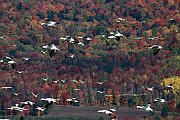 Autunno Canadese (13)